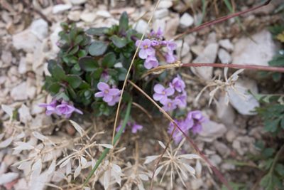 Noccaea rotundifolia, photographed by Felicia Seichter