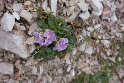 Noccaea rotundifolia, photographed by Felicia Seichter