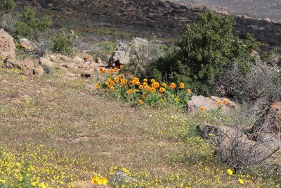 Senecio abruptus, photographed by Tony Rebelo