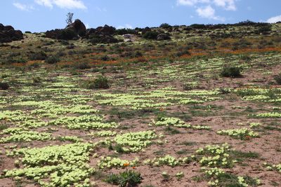 Grielum humifusum, photographed by Tony Rebelo