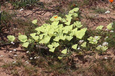 Grielum humifusum, photographed by Tony Rebelo