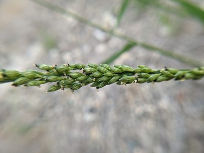 Urochloa texana, photographed by Cleveland Powell