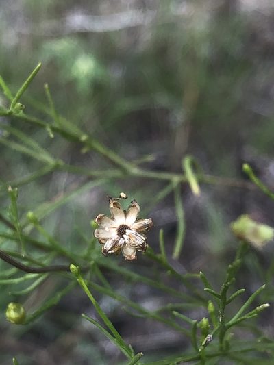 Amphiachyris amoena, photographed by Sophia K
