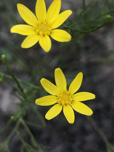 Amphiachyris amoena, photographed by Sophia K