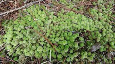 Sphagnum strictum, photographed by Ryan Watson