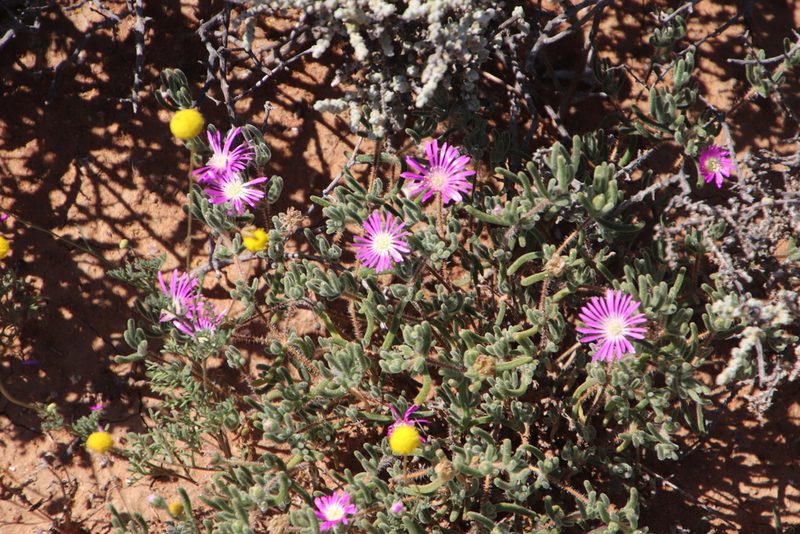 Drosanthemum oculatum, photographed by Tony Rebelo