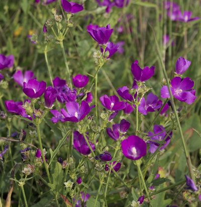 Callirhoe triangulata, photographed by aarongunnar