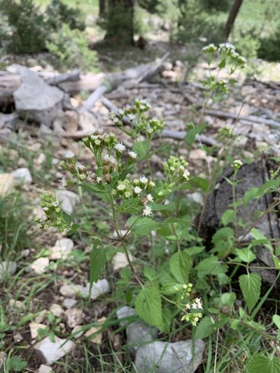 Ageratina rothrockii, photographed by CK2AZ
