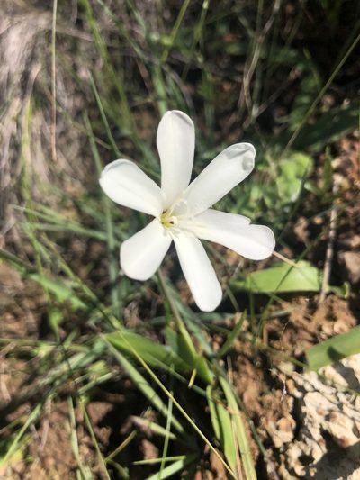 Sparaxis grandiflora, photographed by Sean Privett