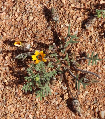 Gazania tenuifolia, photographed by Tony Rebelo