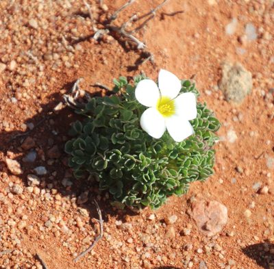 Oxalis annae, photographed by Tony Rebelo