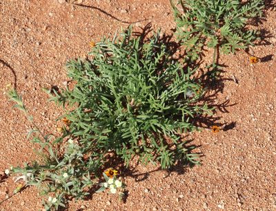 Gazania tenuifolia, photographed by Tony Rebelo
