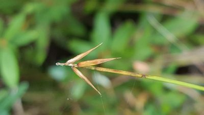 Carex pauciflora, photographed by Norma Malinowski