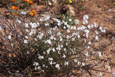 Heliophila variabilis, photographed by Tony Rebelo