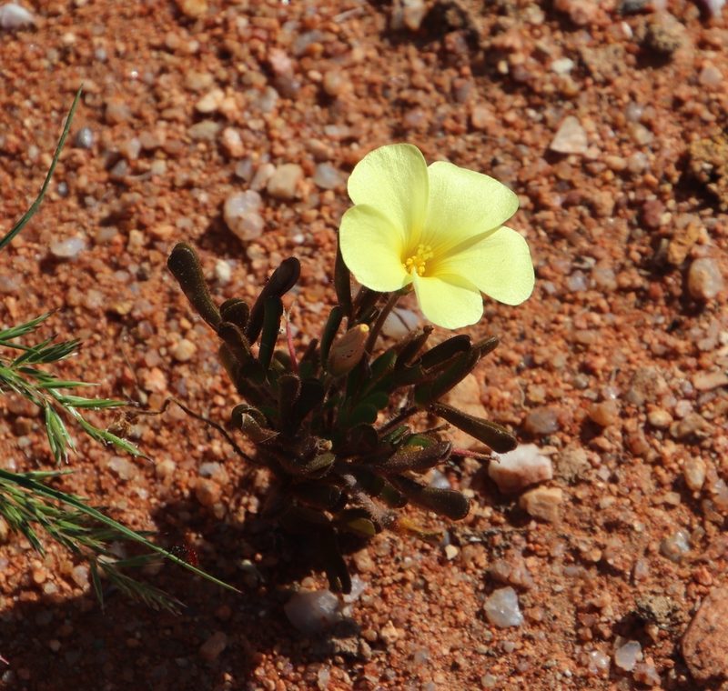 Oxalis clavifolia, photographed by Tony Rebelo