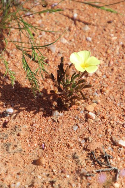 Oxalis clavifolia, photographed by Tony Rebelo