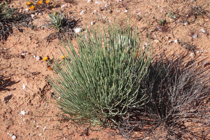 Euphorbia ephedroides, photographed by Tony Rebelo