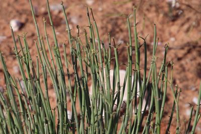 Euphorbia ephedroides, photographed by Tony Rebelo