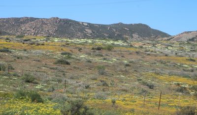 Senecio abruptus, photographed by Tony Rebelo