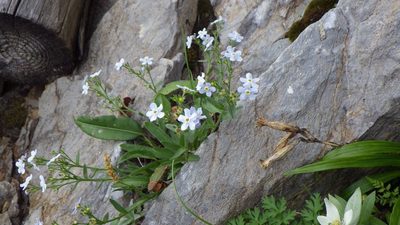 Eritrichium nipponicum, photographed by Yoshimasa Uchiyama