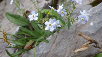 Eritrichium nipponicum, photographed by Yoshimasa Uchiyama
