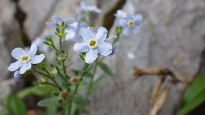 Eritrichium nipponicum, photographed by Yoshimasa Uchiyama