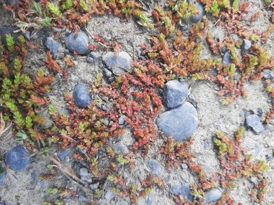Crassula alata, photographed by Alice Shanks