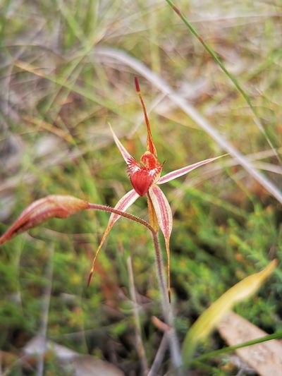 Caladenia ampla, photographed by Richard Dimon