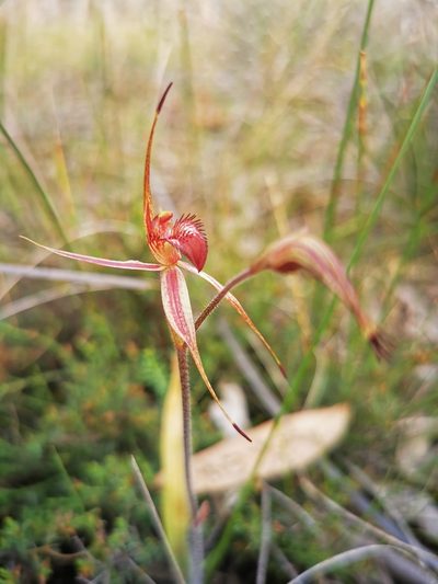 Caladenia ampla, photographed by Richard Dimon