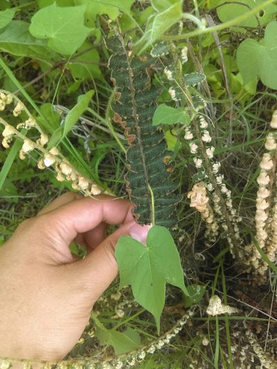 Astrolepis crassifolia, photographed by Jose Antonio Aranda Pineda