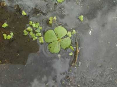 Marsilea ancylopoda, photographed by Jose Antonio Aranda Pineda