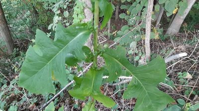 Lactuca biennis, photographed by Larry Jensen