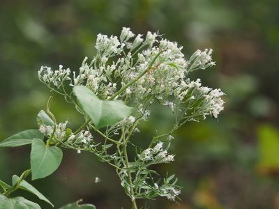 Eupatorium hyssopifolium, photographed by mefisher
