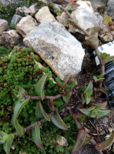 Callisia navicularis, photographed by Francisco Martínez González