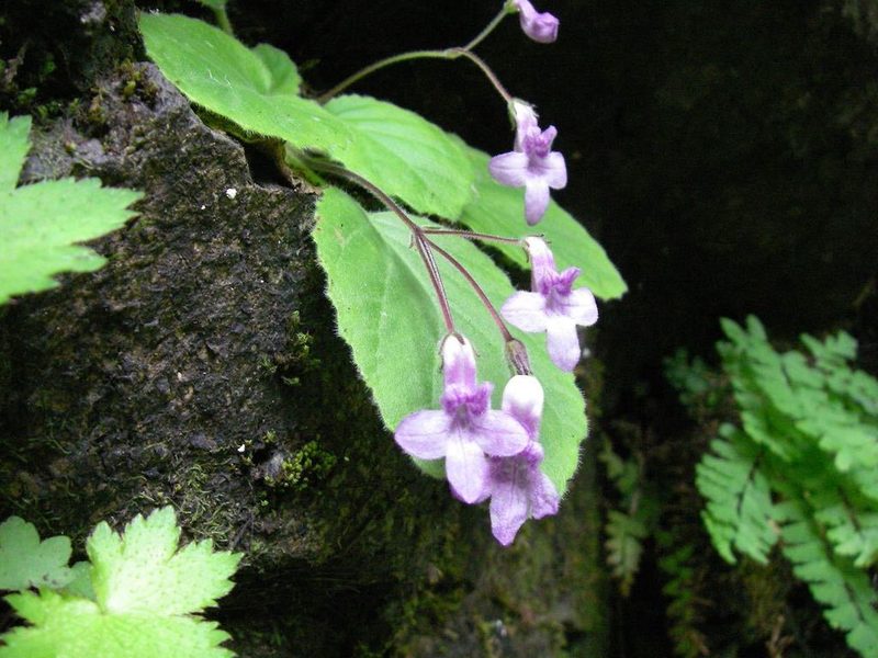 Oreocharis primuloides, photographed by Yoshimasa Uchiyama