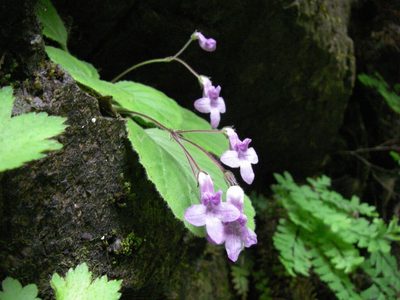 Oreocharis primuloides, photographed by Yoshimasa Uchiyama