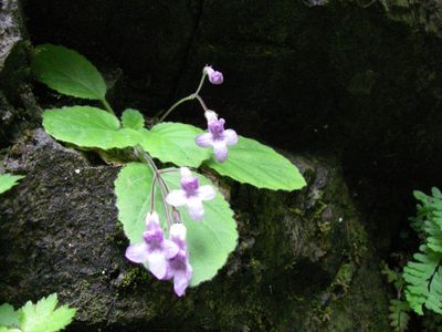 Oreocharis primuloides, photographed by Yoshimasa Uchiyama