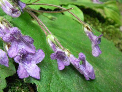 Oreocharis primuloides, photographed by Yoshimasa Uchiyama