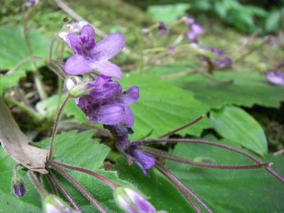Oreocharis primuloides, photographed by Yoshimasa Uchiyama