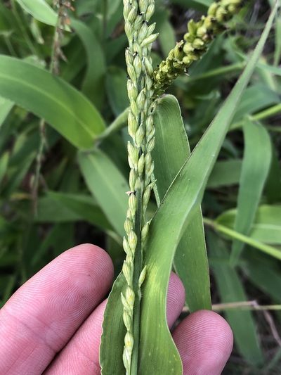 Urochloa texana, photographed by Sam Kieschnick