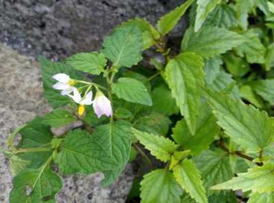 Solanum nigrescens, photographed by Francisco Martínez González