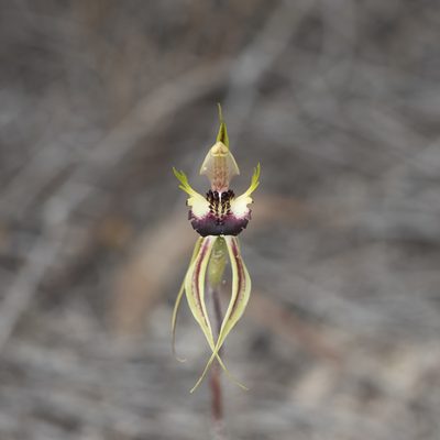 Caladenia stricta, photographed by Kym Nicolson
