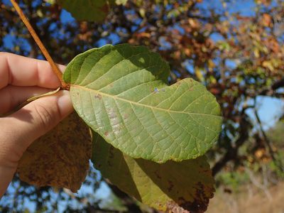 Caryocar brasiliense, photographed by Tsssss