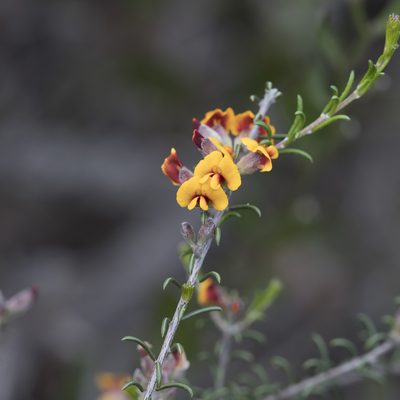 Dillwynia uncinata, photographed by Kym Nicolson