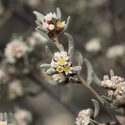 Spyridium subochreatum, photographed by Kym Nicolson