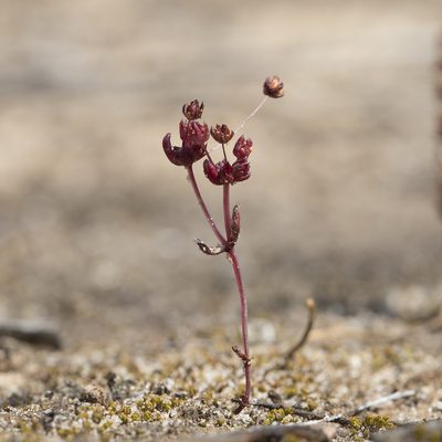 Crassula closiana, photographed by Kym Nicolson