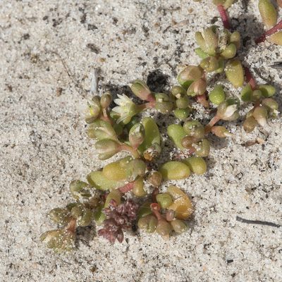 Calandrinia granulifera, photographed by Kym Nicolson