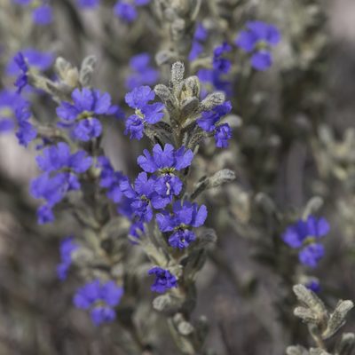 Dampiera marifolia, photographed by Kym Nicolson