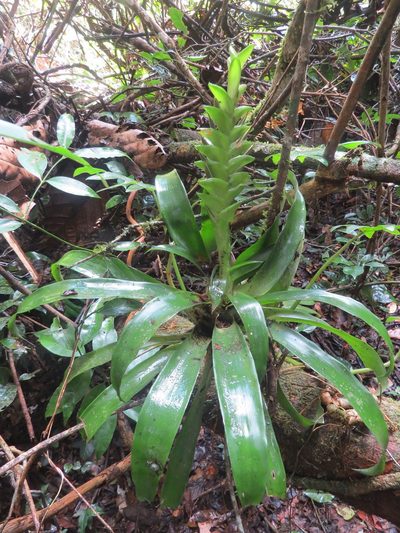 Tillandsia heliconioides, photographed by Francisco Emilio Roldán Velasco