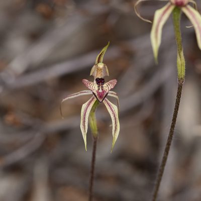 Caladenia cardiochila, photographed by Kym Nicolson